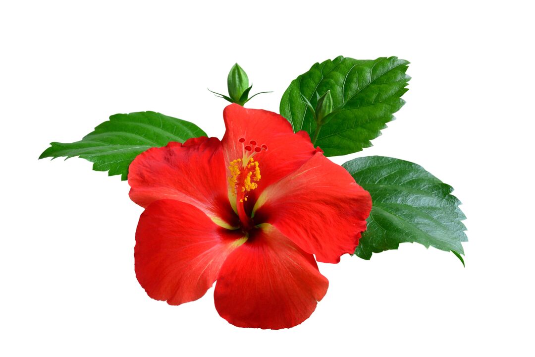 Λουλούδι Hibiscus ως μέρος των καψουλών Cardiform